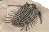 Spiny Cyphaspides Trilobite - Jorf, Morocco #189864-3